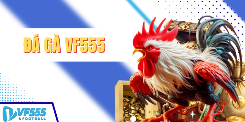 Đá gà VF555